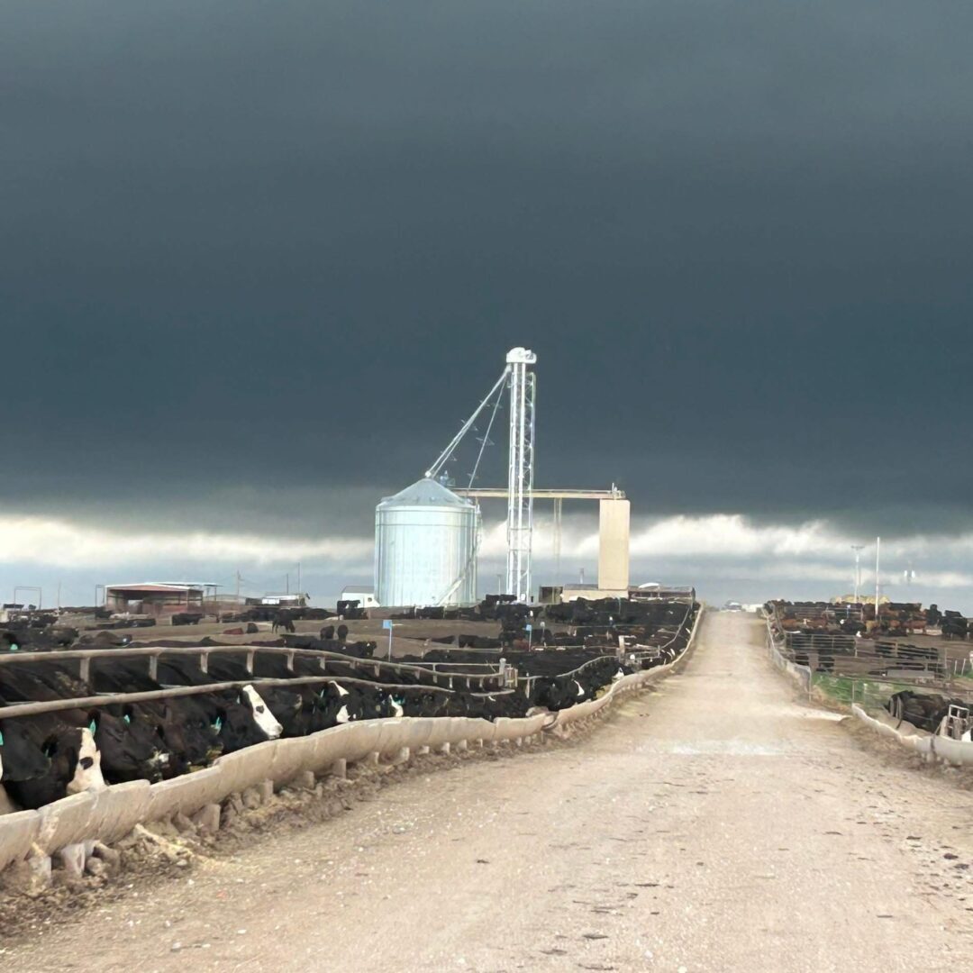 A road with cattle on it and a large silo in the background.